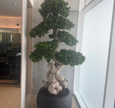 Giant Bonsai Designed Thick Trunk Fiber Pot Plants UAE