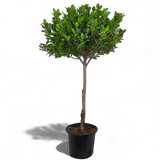 Ficus Panda Single Head 1