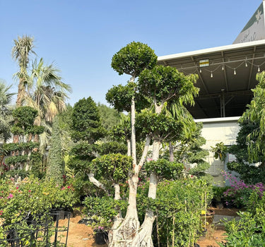 بونساي 15-20 سنة