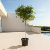 Ficus Amstel Queen – Long Leaf Ficus