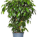 Ficus Benjamina – Danielle 13