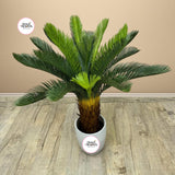 Artificial Sago Palm Indoor Plants Dubai. Potted palm plant on a wooden floor with a beige wall background