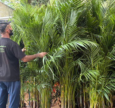 Areca Palm Medium 160-180cm Plants UAE