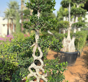 Bonsai Big Premium Shape 1.8m to 2m