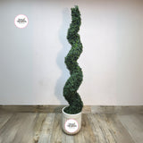 Artificial Spiral Topiary Outdoor Plants UAE. Spiral topiary plant in a pot with 'Desert Blooms' branding on a plain background
