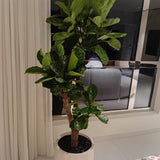 Big Fiddle Premium 1.8m to 2m Plants UAE. Potted plant in a room with a window and a curtain in the background