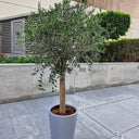 Big Premium Olive Tree (2 meter) in Grey Pot Plants Dubai