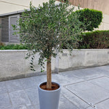 Big Premium Olive Tree (2 meter) in Grey Pot Plants UAE
