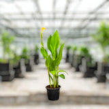 Canna Indica – Canna Green 1