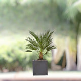 Chamaerops Humilis – European Fan Palm (Multi Trunk Specimen) 1