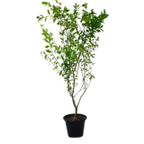 Citrus Bin Zaheer Plant 1