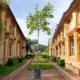 Ficus Altissima – Council Tree