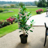 Ficus Hawaii “Green Island” – Hardy and Elegant Groundcover Shrub 1