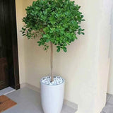 Ficus Single head Indoor Plants Dubai. Potted plant in a white pot on a tiled floor against a beige wall.