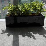 Office Plants in Rectangle Pot Plants UAE. Black planter with green plants on a city street