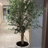 Olive Tree Big Premium Plants UAE. Potted plant in a modern indoor setting.