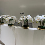 Orchid Arrangement Indoor Plants UAE. Decorative white flowers in black pots on a white table with gray chairs in the background.
