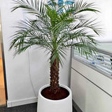 Phoenix Palm in Fiber Pot Indoor and Outdoor Plants UAE. Potted palm tree in an office setting with a window and wall art in the background.