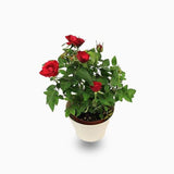 Rose Plants Outdoor - Grujan Pakistani 1