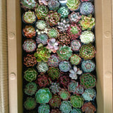 Succulent Plants Dubai. Box filled with a variety of small succulents in different colors.