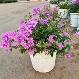 Bougainvillea alexandra "Purple-Paper Flower"