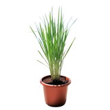 Lemon Grass / Citronella 1