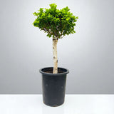 Bonsai - Ficus Diversifolia (Round Head) - 70-80cm
